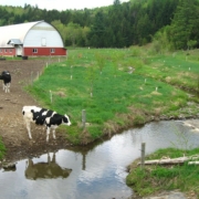 black and white cow stands at the edge of water in front of barn, forest, and green field
