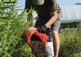 person leaning over to empty bucket of mulch on the ground in a field with high tunnel in background and foliage at side