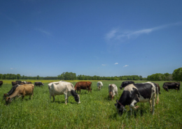 dairy cattle graze in a green field under blue sky