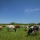 dairy cattle graze in a green field under blue sky