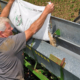 Back view of person with arms raised, filling a planter bin from a bag of seed.