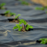 young strawberry plants growing in black plastic
