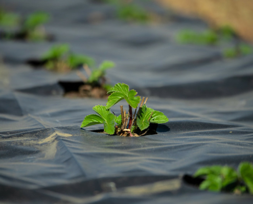 young strawberry plants growing in black plastic