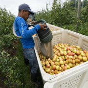 Worker dumps apples from a picking bag into a bin in an orchard.