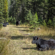 cattle resting on range amid conifer trees