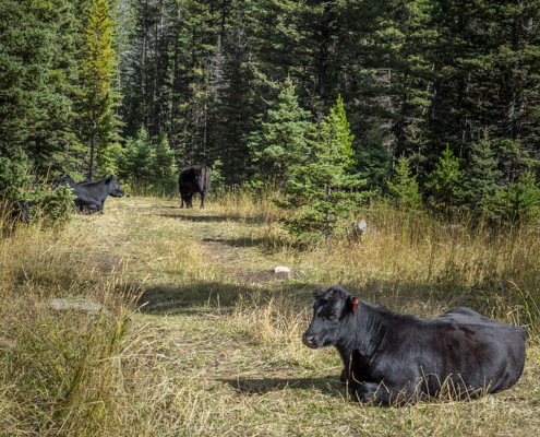 cattle resting on range amid conifer trees