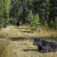 cattle resting on range amid conifer trees