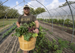 Person wearing hat holds basket of beets with tops inside high tunnel framework