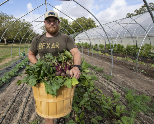 Person wearing hat holds basket of beets with tops inside high tunnel framework