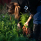 person with long hair bent over harvesting carrots