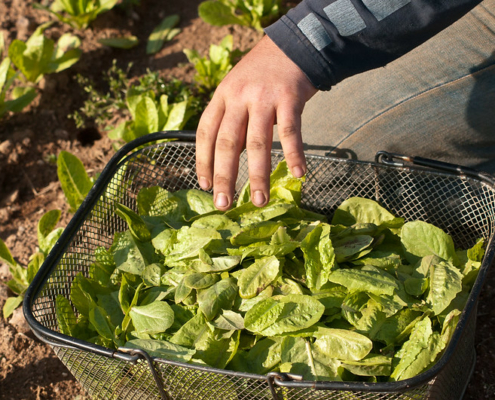 hand dropping harvested baby lettuce leaves into a wire basket in the field