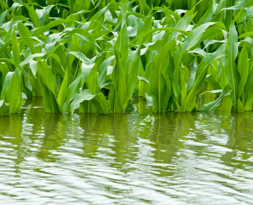 corn plants surrounded by floodwater