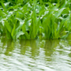 corn plants surrounded by floodwater