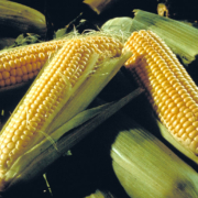 three ears of sweet corn, partially husked