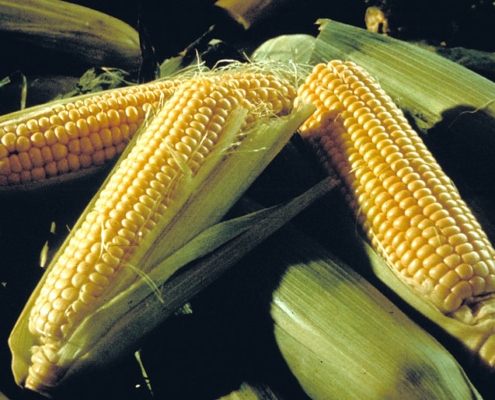 three ears of sweet corn, partially husked