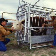 two men in coats and cowboy hats examine a Hereford in a squeeze chute
