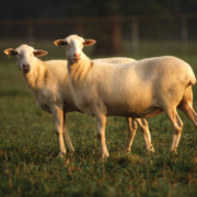 two sheep side view on pasture, looking at camera