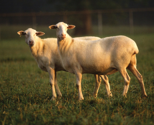 two sheep side view on pasture, looking at camera
