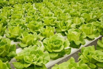 Hydroponic lettuce.