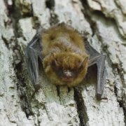 little brown bat on bark