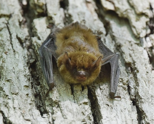 little brown bat on bark