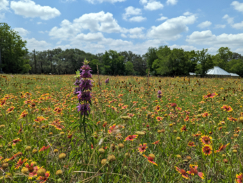 A field of flowers at the Hershey Ranch in Texas.