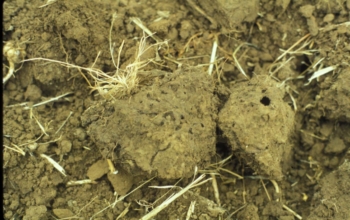 clods in soil