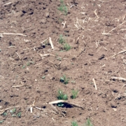 Plants growing in the compacted soil of tire tracks in an otherwise bare, symphylans-infested field.