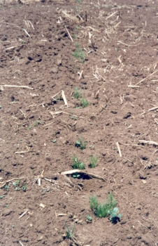 Plants growing in the compacted soil of tire tracks in an otherwise bare, symphylans-infested field.
