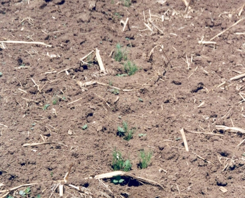 Plants growing in the compacted soil of tire tracks in an otherwise bare, symphylans-infested field.