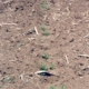 Plants growing in the compacted soil of tire tracks in an otherwise bare, symphylans-infested field.