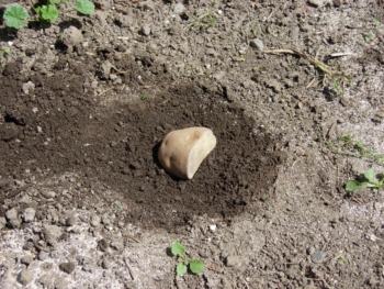 Adding potato to soil as bait for garden symphylans