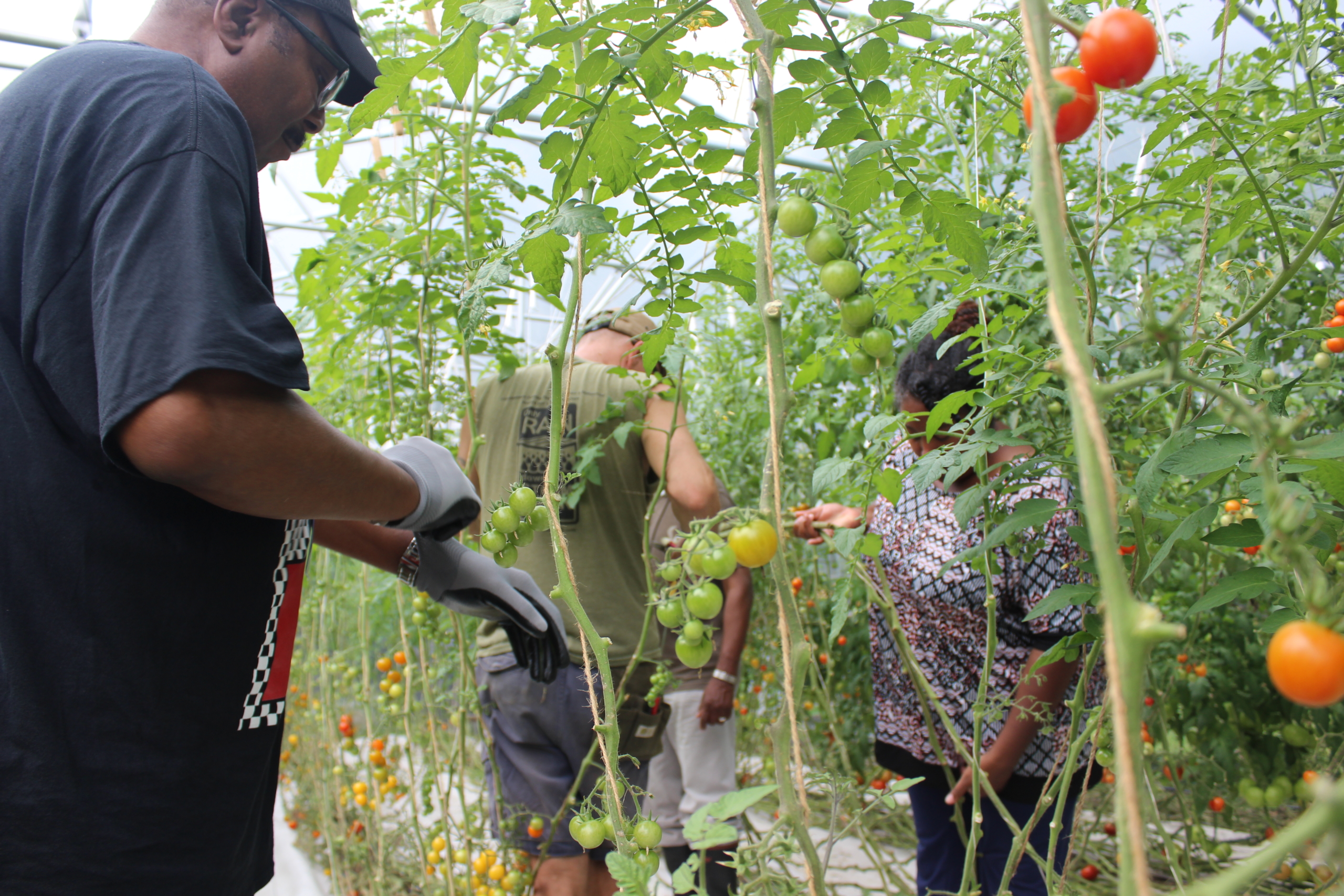 Workers tending to tomatoes in a greenhouse. 