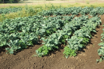 Potatoes planted under broccoli at UC Davis Student Farm.