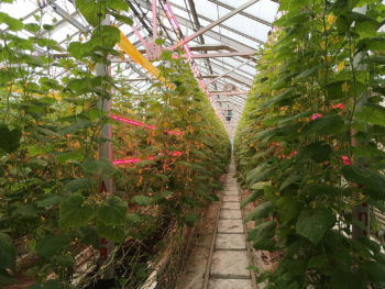 Rows of cucumbers grow toward the ceiling and are nourished by red LED grow lights. They are protected by yellow tape strips that monitor greenhouse pests. Hanging from the ceiling further back is a blue carbon dioxide machine – burning natural gas to raise the carbon dioxide level in the greenhouse for the plants. Between the troughs of plants are rails to move the machinery.