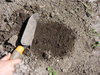 scraping soil to use a potato as bait for garden symphylans