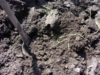 Soil with high organic matter