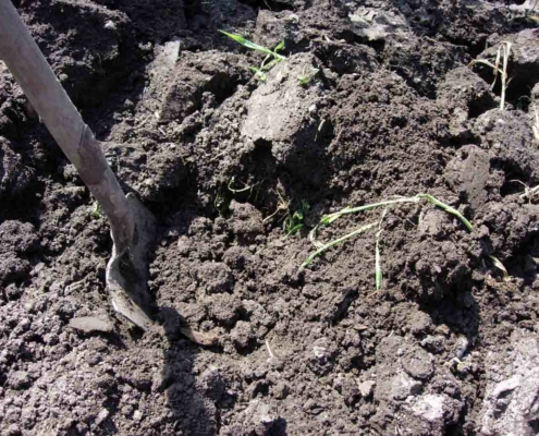 Soil with high organic matter