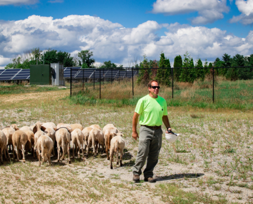 The solar shepherd with sheep.