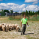 The solar shepherd with sheep.