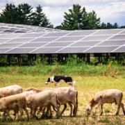 The Solar Shepherd with sheep grazing around solar array