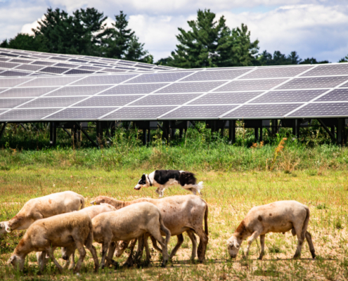 The Solar Shepherd with sheep grazing around solar array