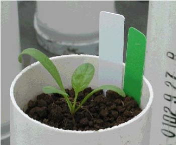 Spinach seedlings show susceptibility to symphylan damage. The soil in the pot on the left contains 45 symphylans. Soil in the pot on the right has no symphylans in it.