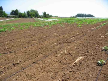 Certain areas of this squash field are laid to waste by symphylans, while other sections thrive.