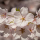 cluster of open white cherry blossoms