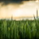 green wheat stalks against a light sky