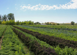 rows of produce stretch into the distance below blue sky with clouds