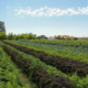 rows of produce stretch into the distance below blue sky with clouds