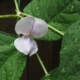 A white bean flower against green leaves spotted with water droplets