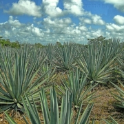 a field of agave plants under a blue sky with white clouds